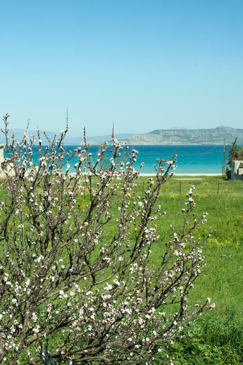 Phoenix Beachside Condos Kokkónion Dış mekan fotoğraf